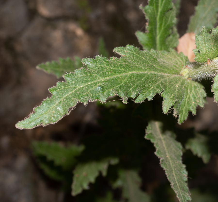 Image of Michauxia campanuloides specimen.