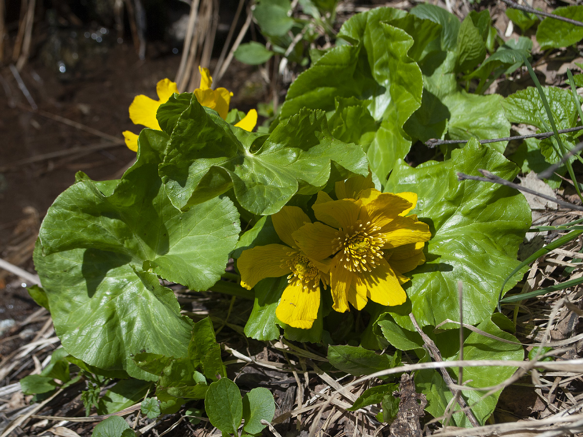 Image of Caltha polypetala specimen.