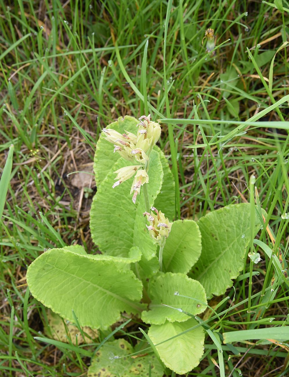 Изображение особи Primula macrocalyx.