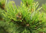 Pinus pumila. Верхушка ветви с молодыми шишками. Приморский край, Ольгинский р-н, окр. пгт Ольга, гора Крестовая, каменисто-щебнистый южный склон вблизи вершины, разреженное дубовое криволесье с единичными сохранившимися при пожарах кустами Pinus pumila. 08.07.2022.