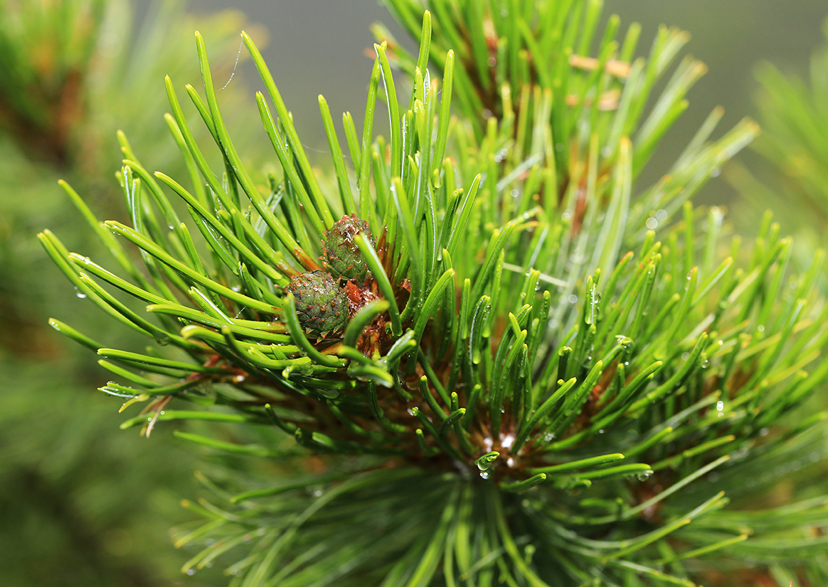 Image of Pinus pumila specimen.