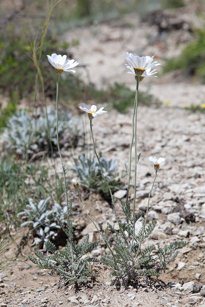 Изображение особи Anthemis fruticulosa.