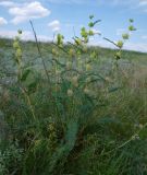 Astragalus ponticus