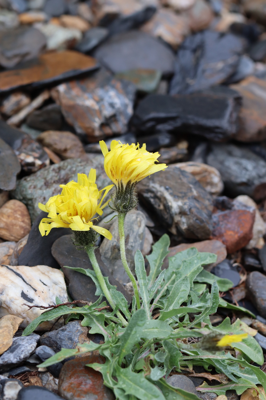Изображение особи Crepis chrysantha.