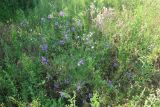 Delphinium consolida. Цветущие растения. Тверская обл., Весьегонск, заброшенный с прошлого года частный участок. 24 июля 2022 г.