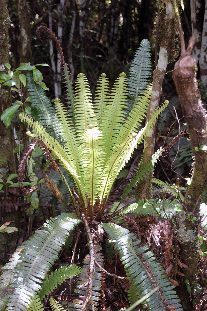 Image of class Polypodiopsida specimen.