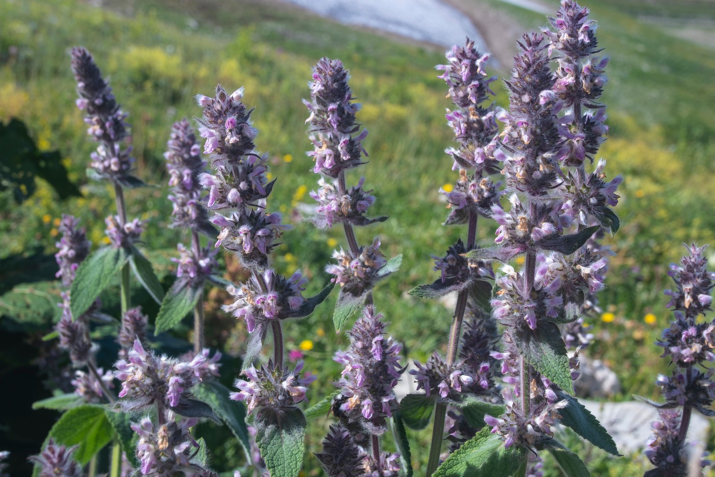 Image of Stachys balansae specimen.