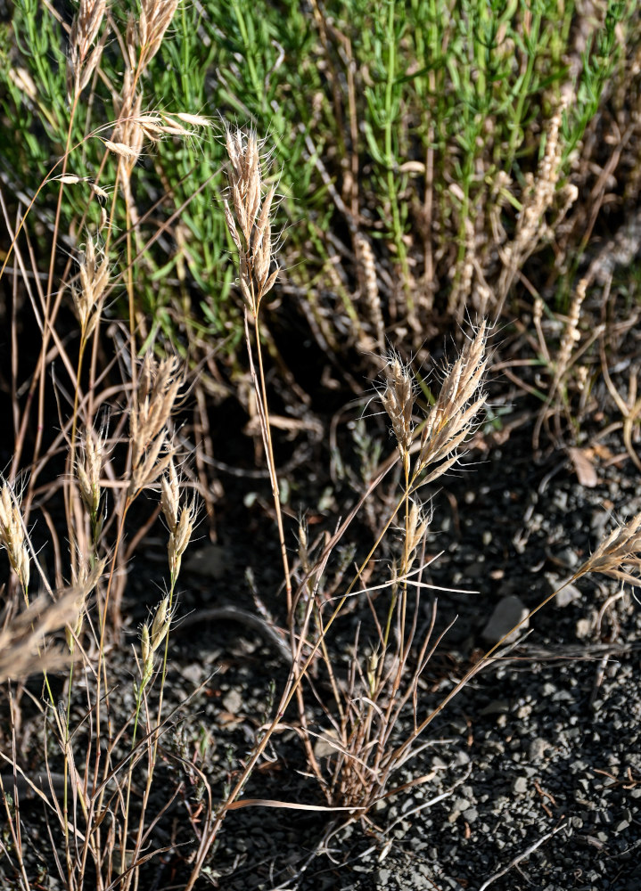 Image of Bromus danthoniae specimen.