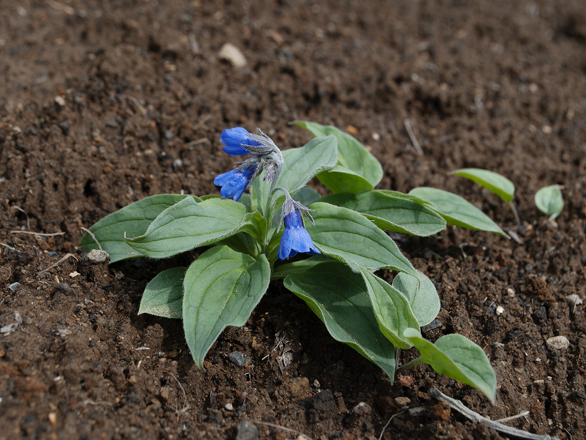 Image of Mertensia pubescens specimen.