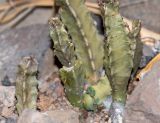 Apteranthes burchardii