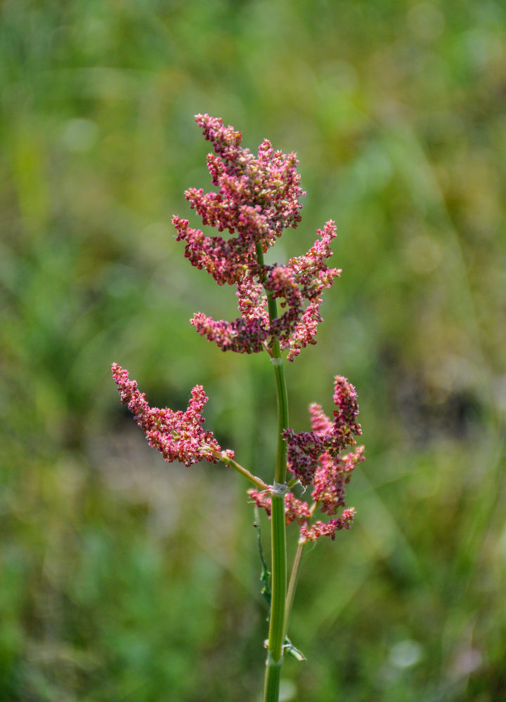 Изображение особи род Rumex.