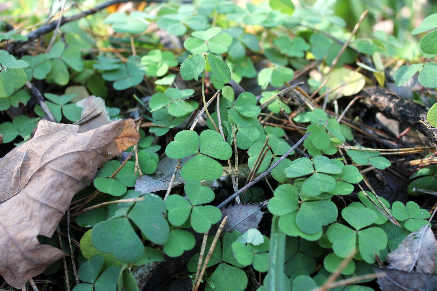 Image of Oxalis acetosella specimen.