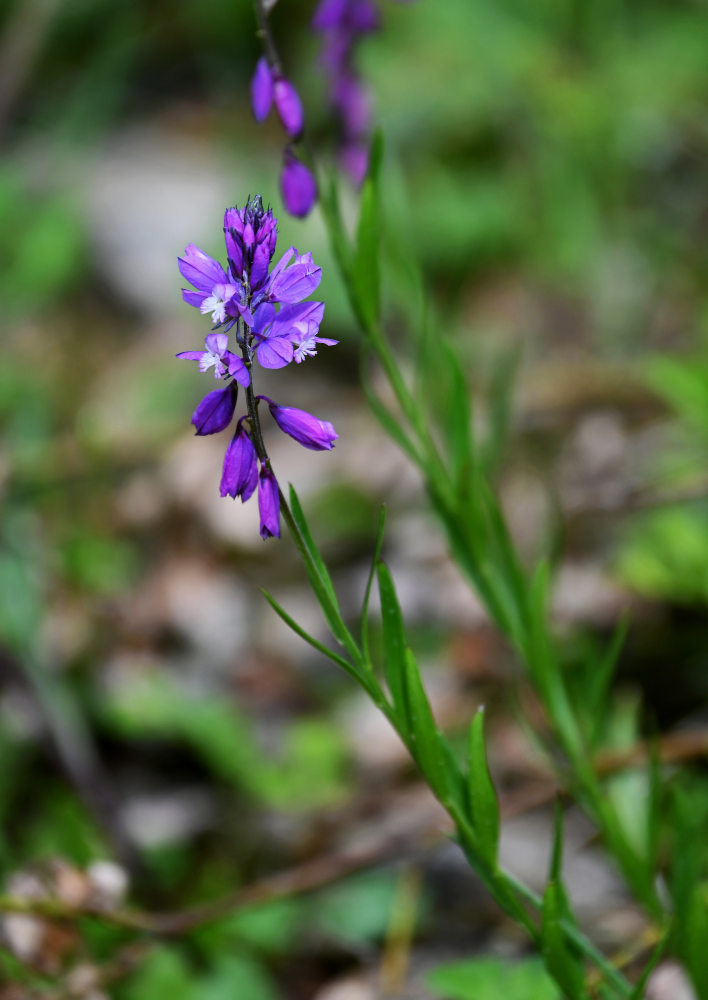 Image of Polygala hybrida specimen.