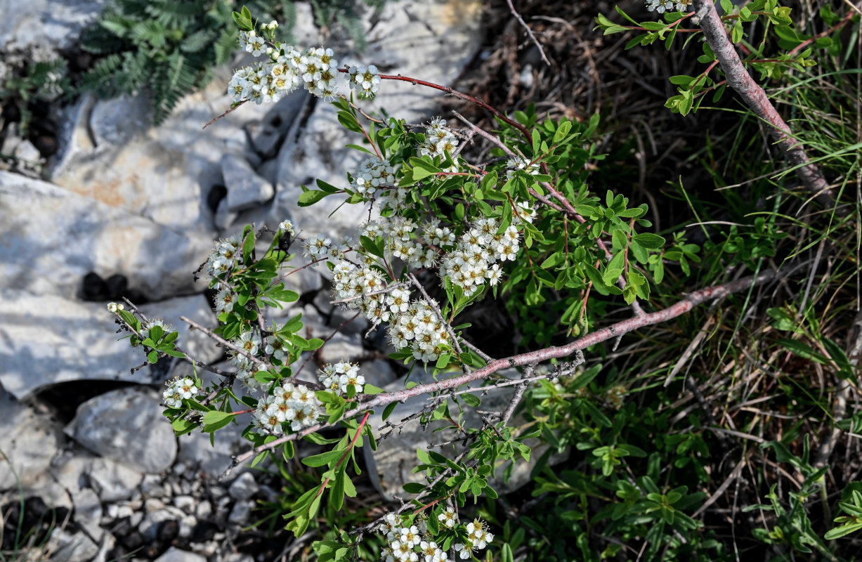 Image of Spiraea crenata specimen.