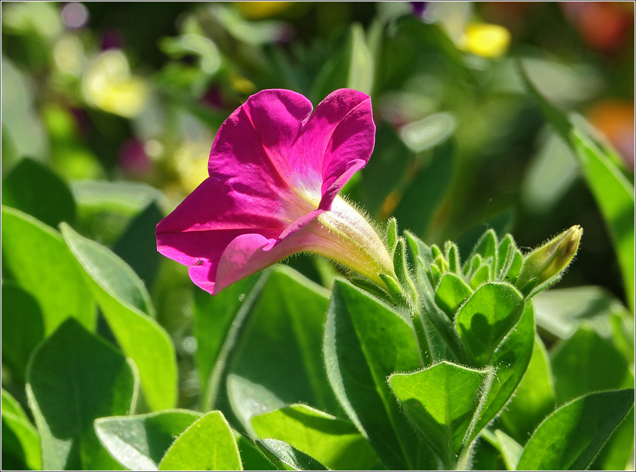 Image of Petunia &times; hybrida specimen.