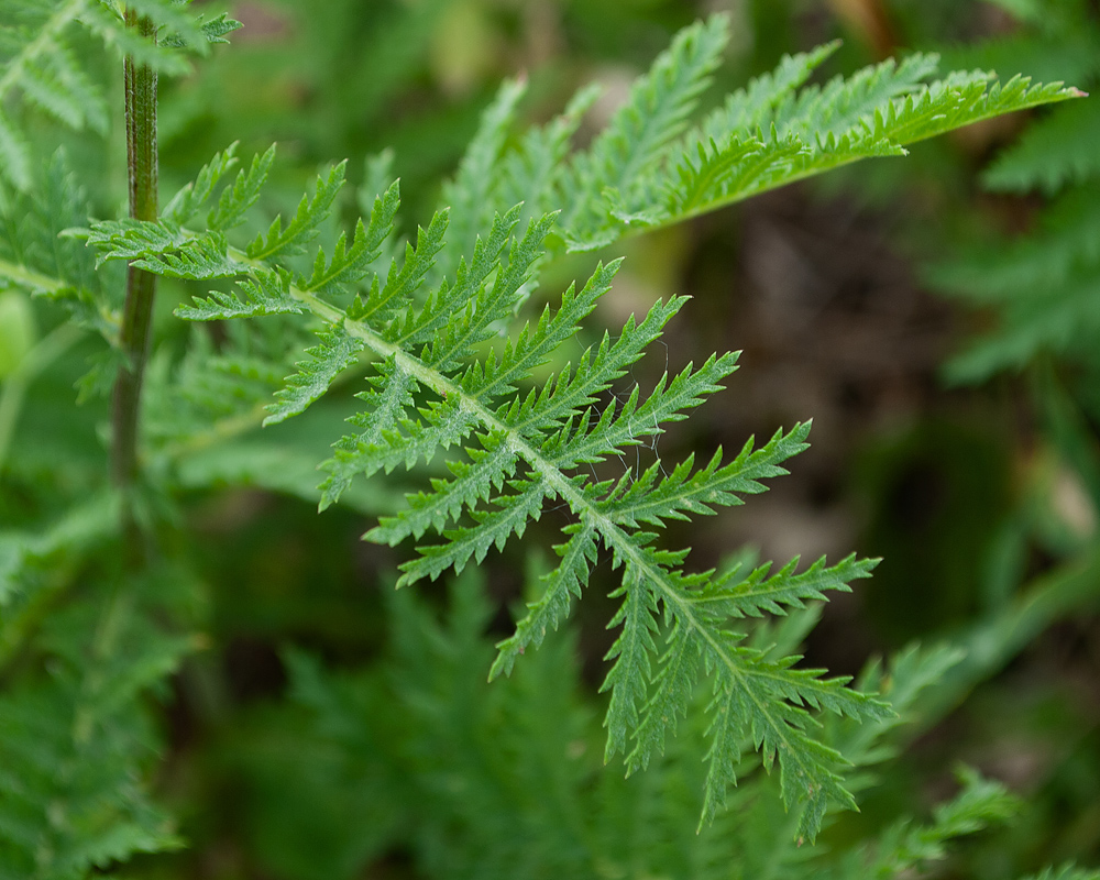 Image of Tanacetum boreale specimen.