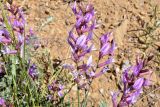 Astragalus varius