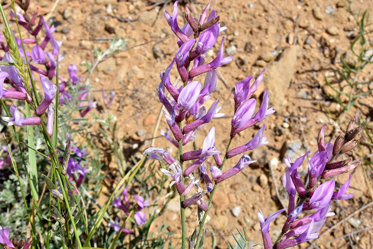 Image of Astragalus skvortsovii specimen.