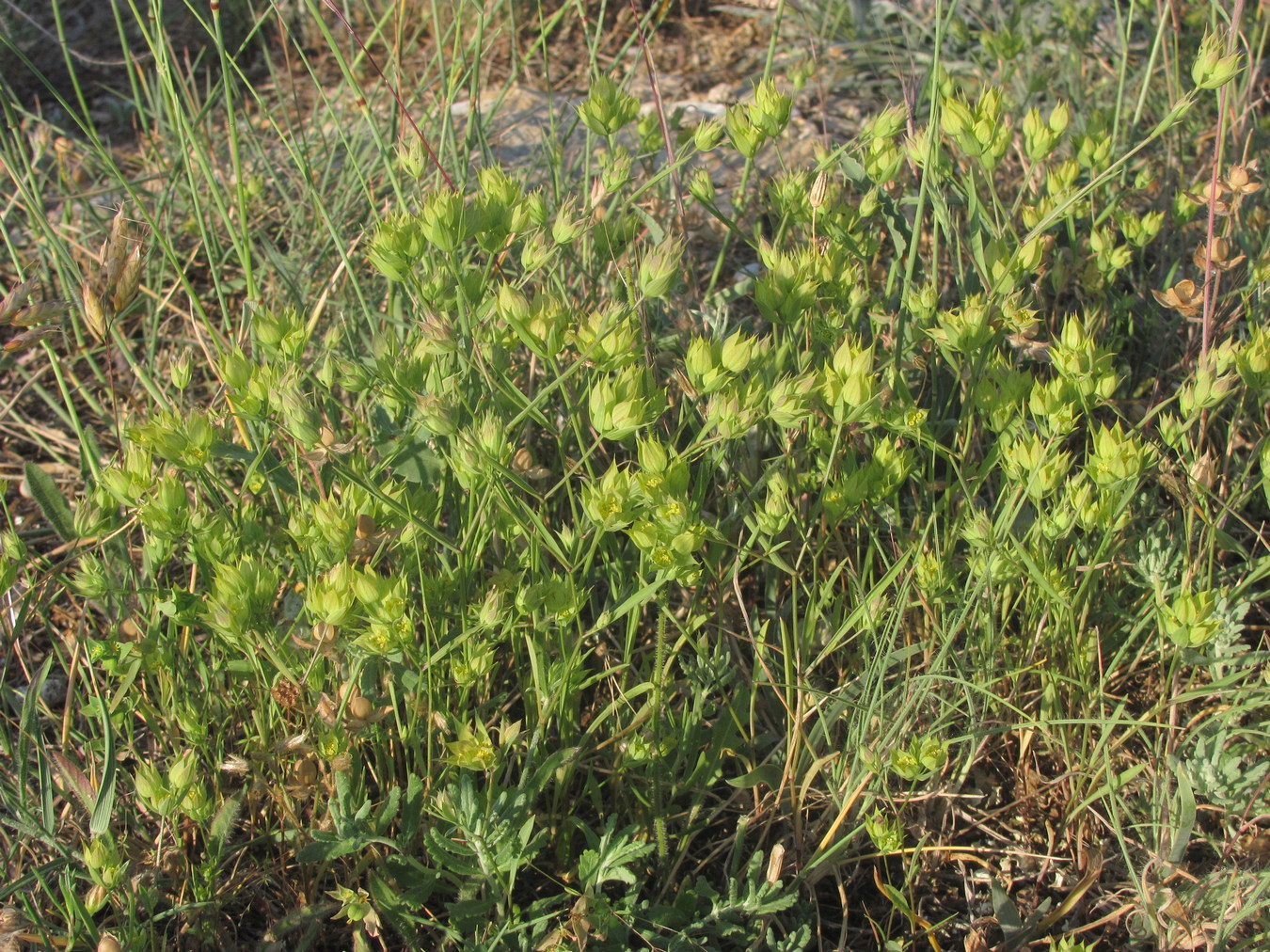 Image of Bupleurum baldense specimen.