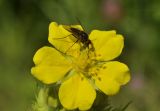 Potentilla chinensis. Цветок с кормящейся мухой. Приморский край, Уссурийский гор. округ, окр. с. Монакино, поляна в широколиственном редколесье. 13.07.2022.