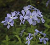 Phlox divaricata. Соцветие. Ярославская обл., г. Переславль-Залесский, дендрологический парк им. С. Ф. Харитонова. 12.06.2022.