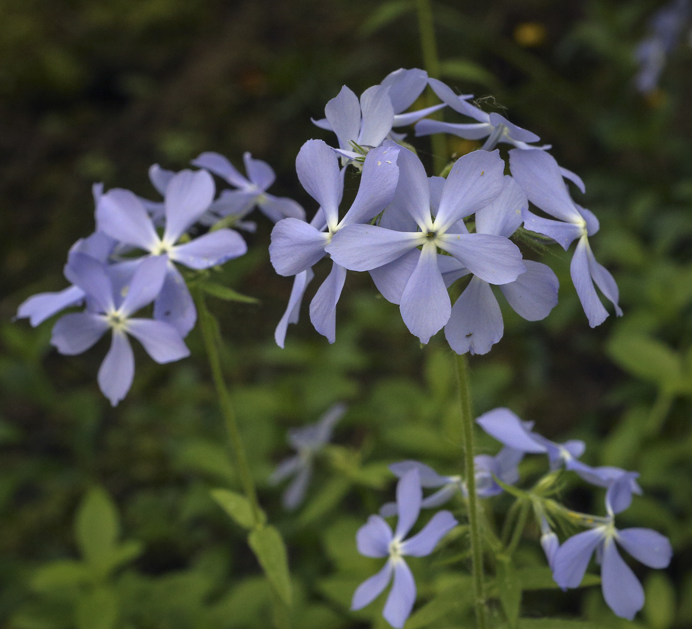 Изображение особи Phlox divaricata.