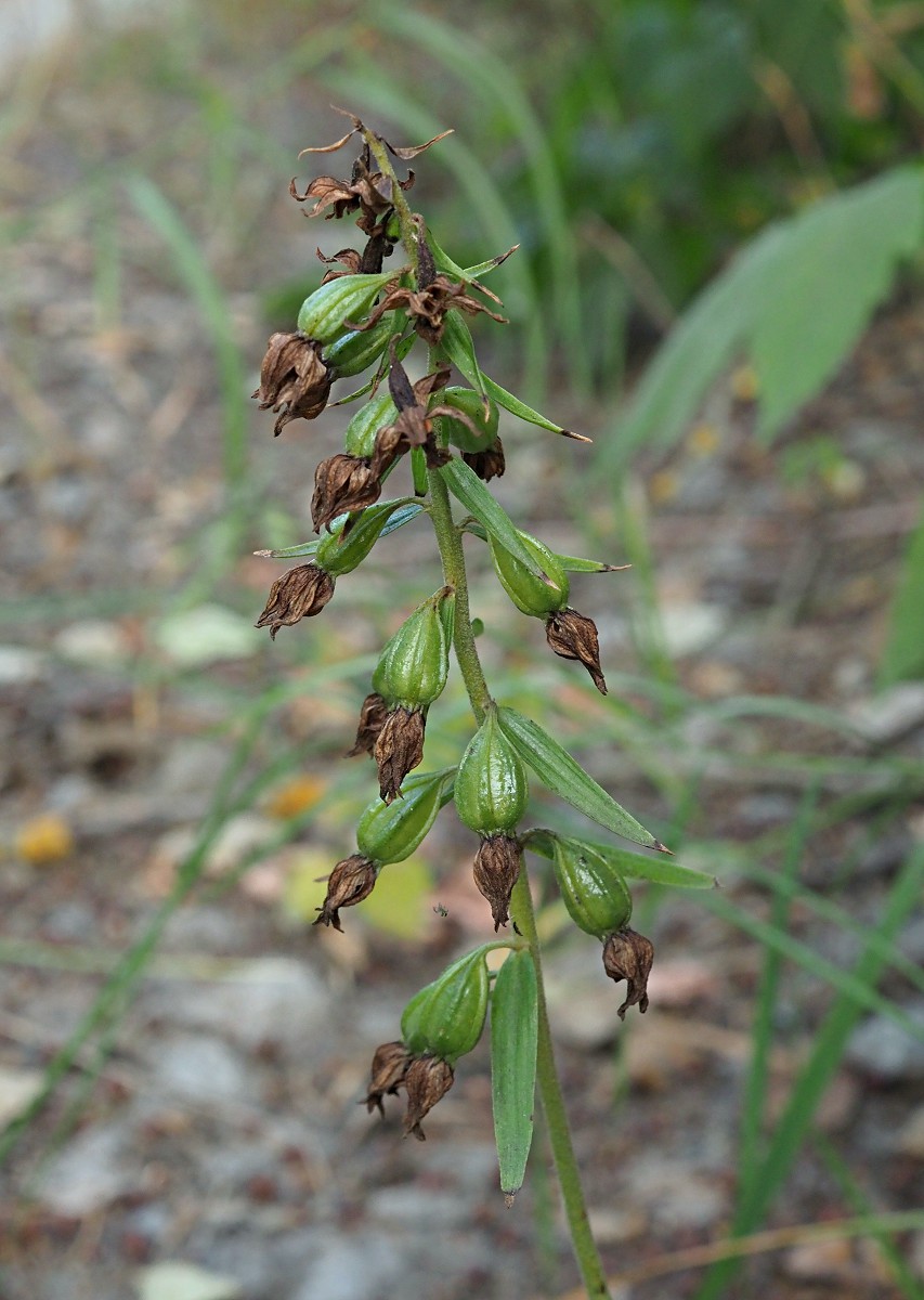 Изображение особи Epipactis helleborine.