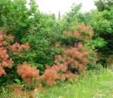 Cotinus coggygria