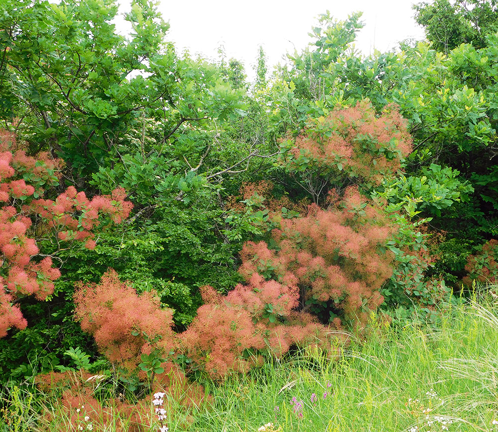 Image of Cotinus coggygria specimen.