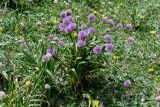 Allium platyspathum