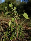 Xanthium orientale