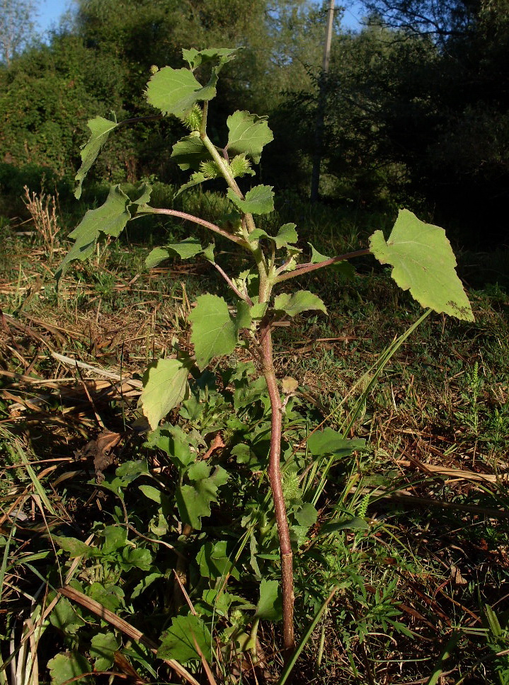 Изображение особи Xanthium orientale.