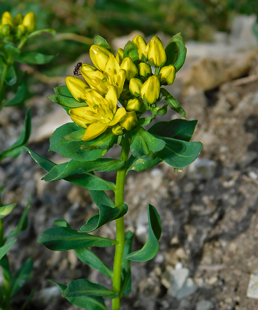 Изображение особи Haplophyllum thesioides.