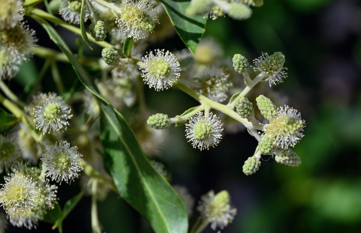 Изображение особи Conocarpus erectus.