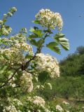 Crataegus korolkowii. Ветви с соцветиями, жуками-нарывниками и оотекой богомола. Казахстан, Западный Тянь-Шань, Киргизский хр., ущ. Мерке, ≈ 1350 м н.у.м., придонная часть ущелья. 7 мая 2023 г.