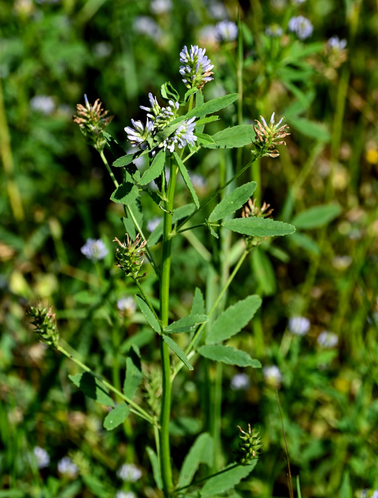 Image of Trigonella caerulea specimen.