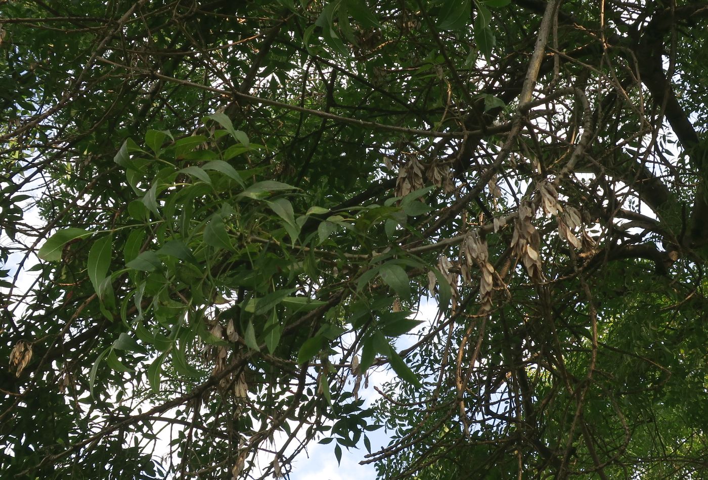 Image of genus Fraxinus specimen.