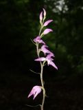 Cephalanthera rubra