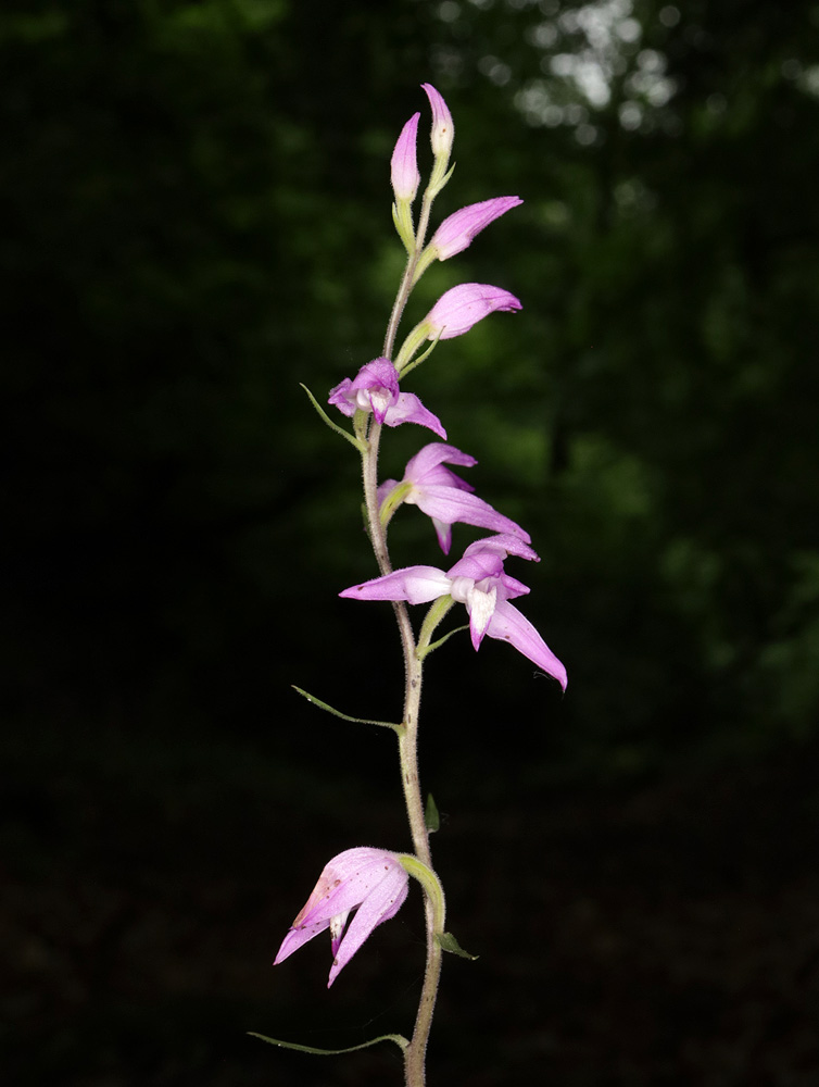 Image of Cephalanthera rubra specimen.