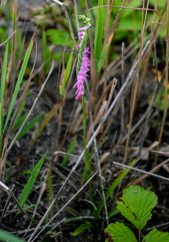 Image of Spiranthes australis specimen.