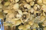 Yucca valida
