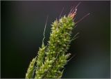 Echinochloa crus-galli