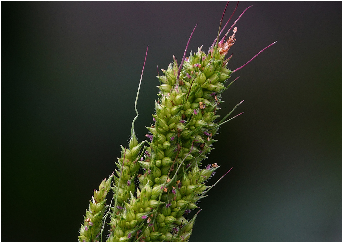 Изображение особи Echinochloa crus-galli.