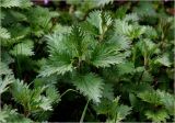 Urtica dioica. Верхушки молодых побегов. Московская обл., Раменский р-н, окр. дер. Хрипань, садовый участок. 11.05.2023.