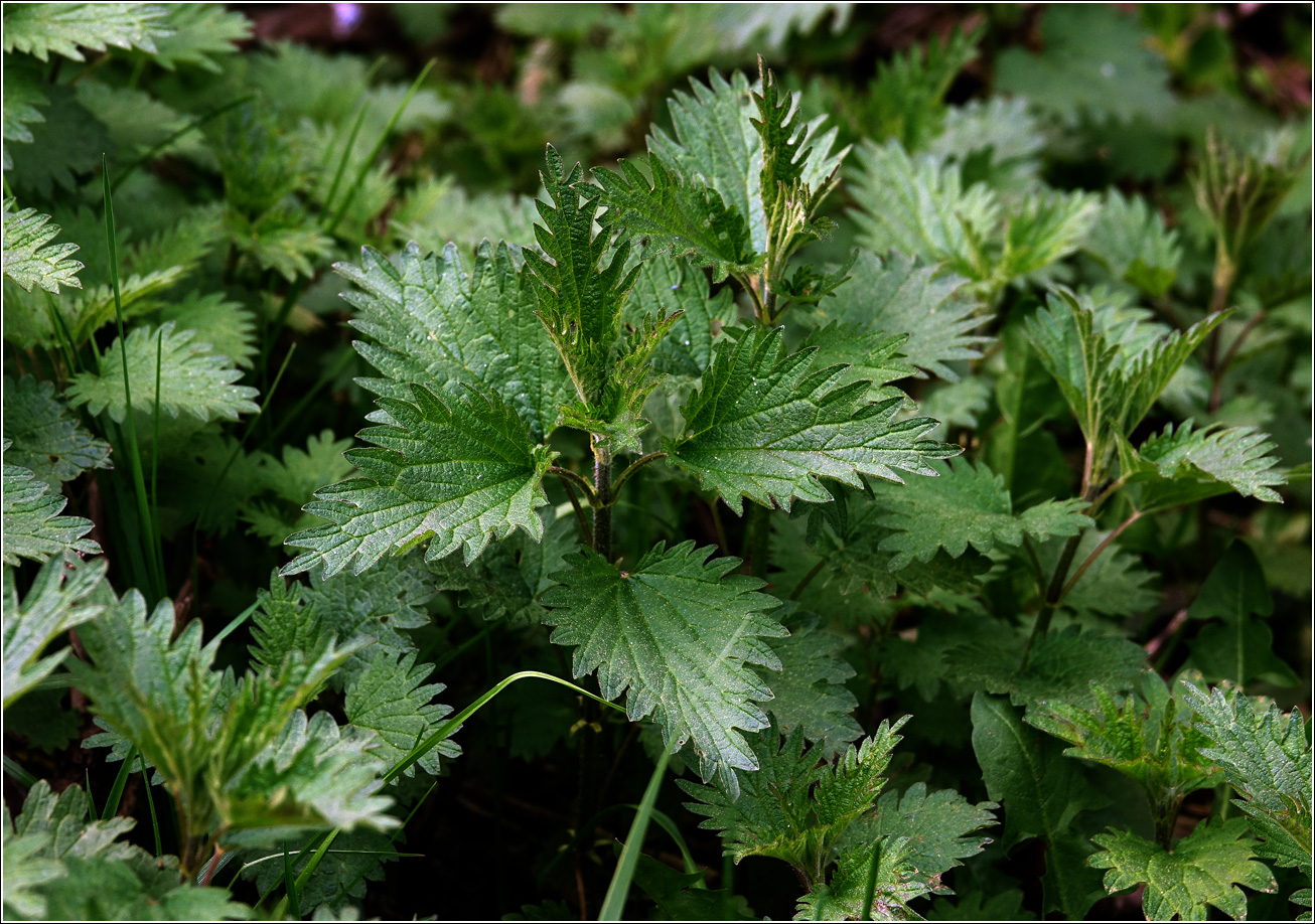 Изображение особи Urtica dioica.