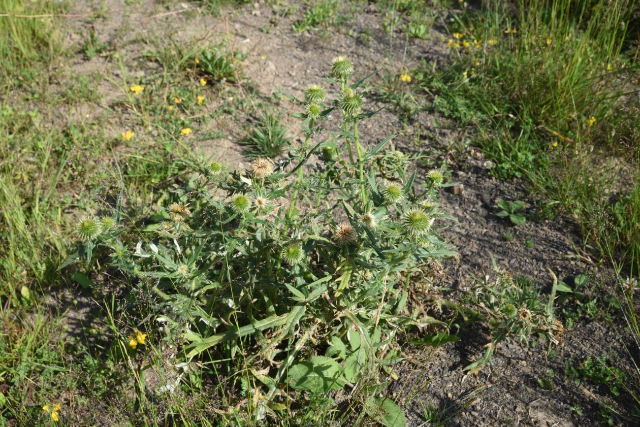 Image of genus Cirsium specimen.