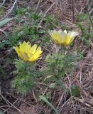 Adonis villosa