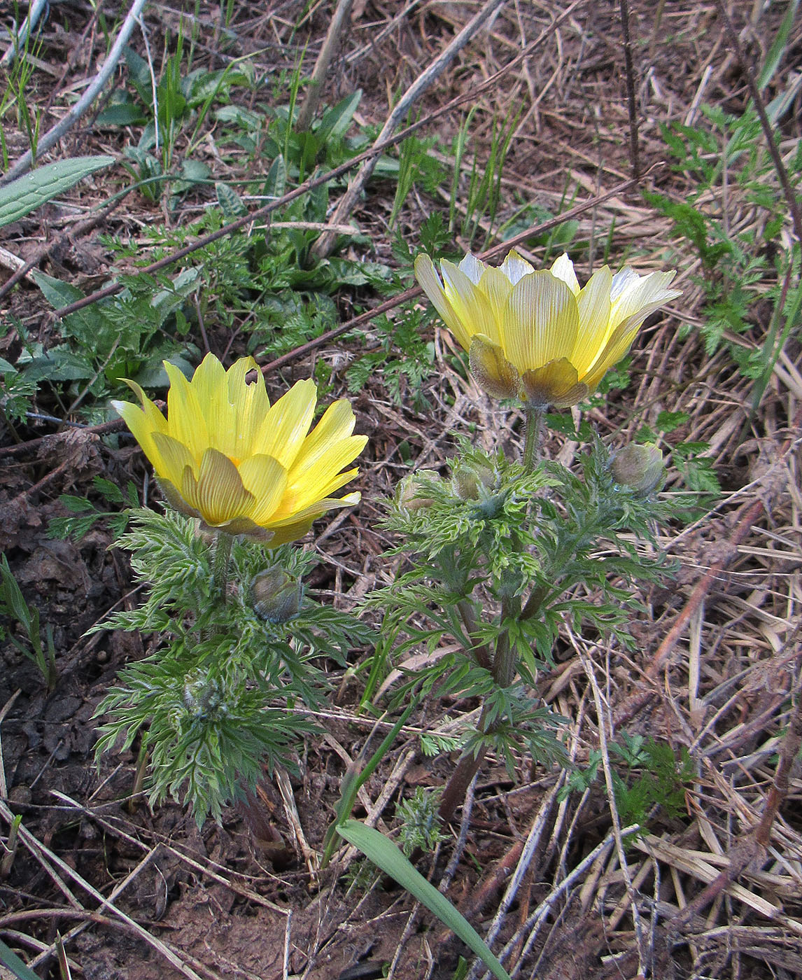 Image of Adonis villosa specimen.