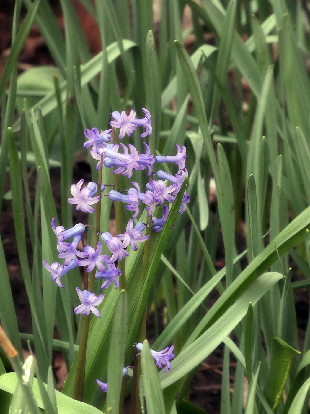 Image of Hyacinthus orientalis specimen.