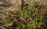 Lycopodium clavatum